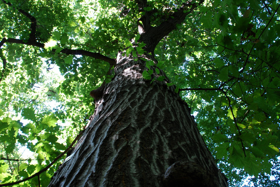 Orto Botanico_075.JPG